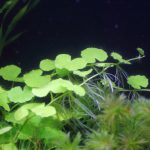 植栽から31日目　アマゾンチドメグサ